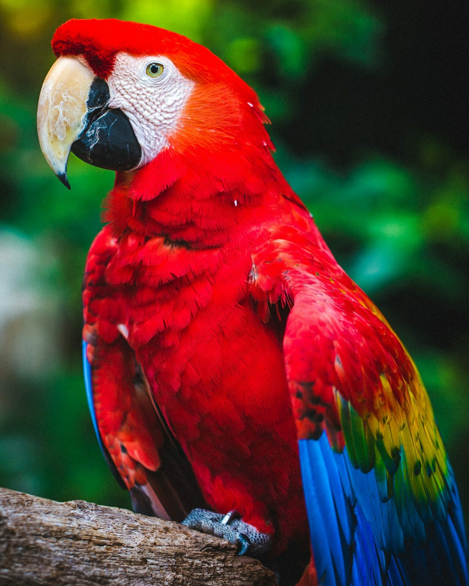 parrot akumal